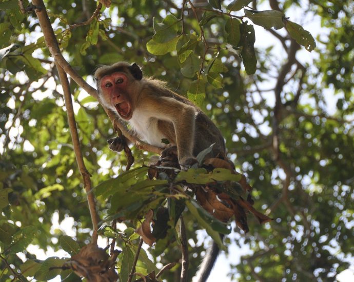 monkey, screaming, yelling