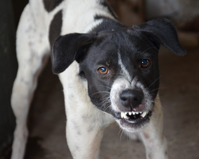 dog, angry, aggressive