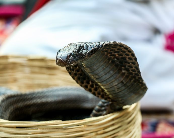 brown and black snake on brown wooden surface