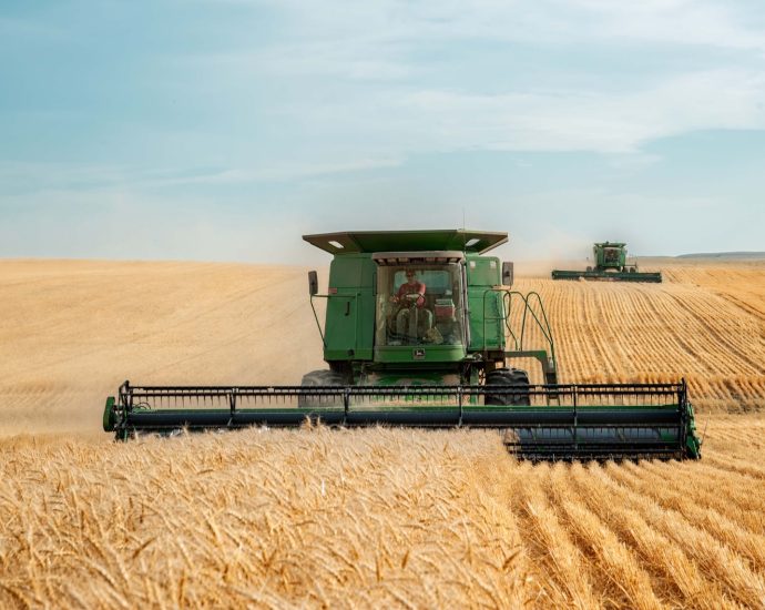 two green combines in a large wheat field