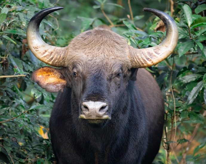 black water buffalo on green grass during daytime