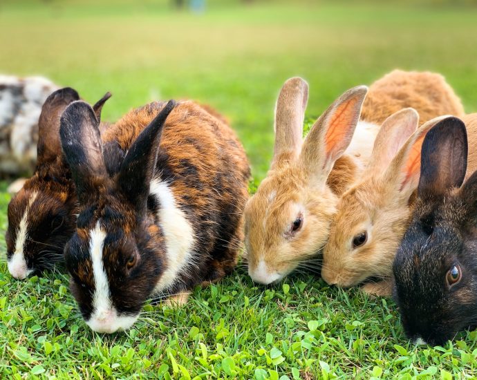 brown and black rabbit on green grass during daytime