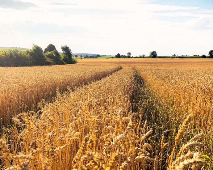 brown wheat field under white clouds during daytime