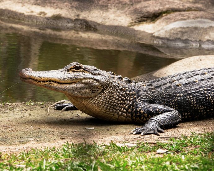 black crocodile on body of water during daytime