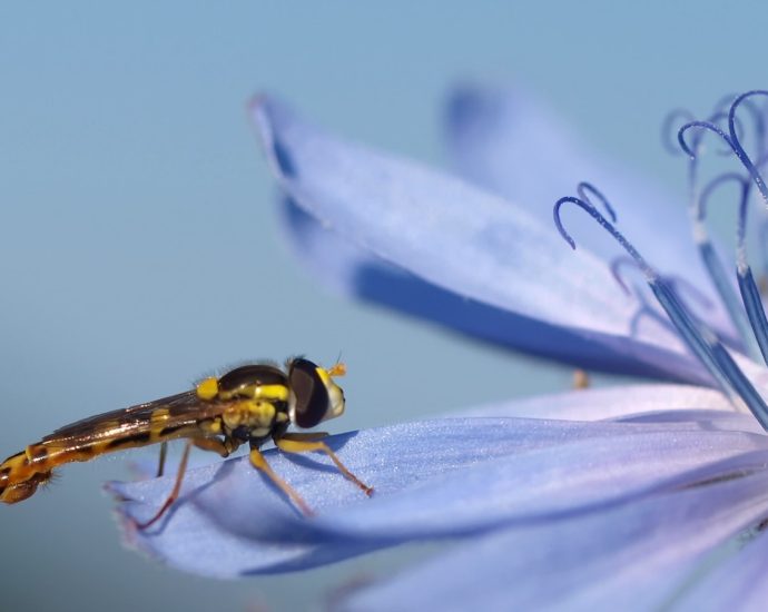 Black and Yellow Dragon Fly on Purple Flower