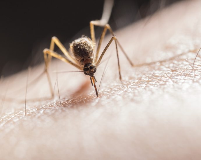 Mosquito Biting on Skin