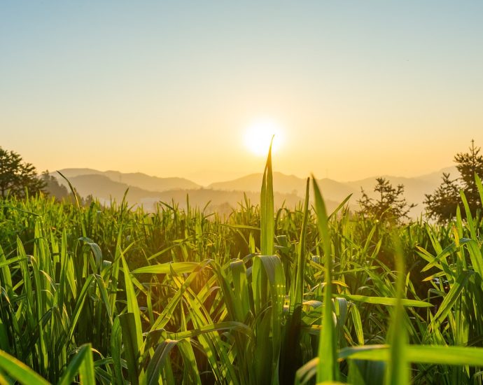 wheat field, wheat, green leaf