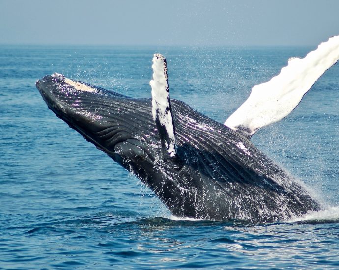 blue whale on sea