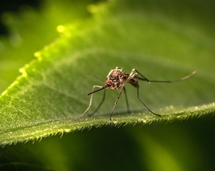 a close up of a mosquito on a leaf