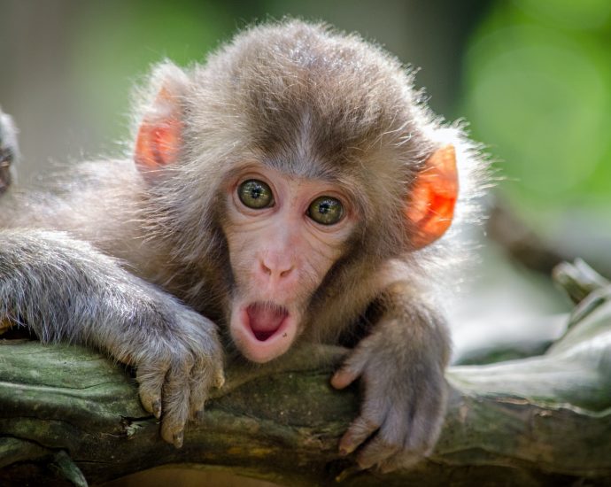 brown coated monkey on branch