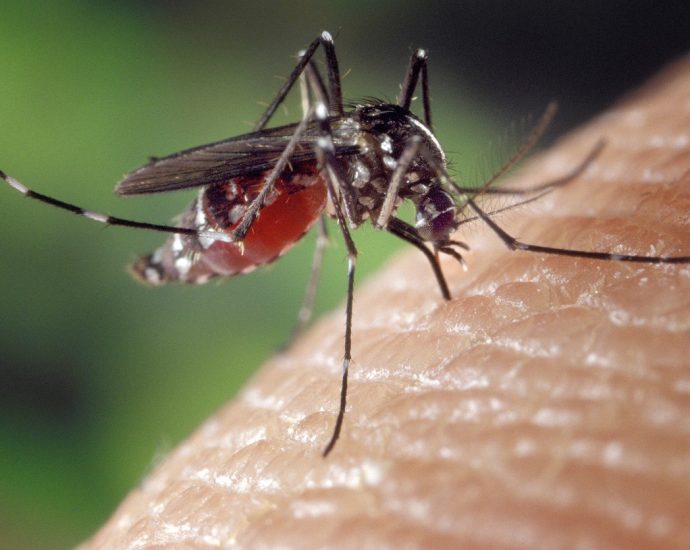 mosquito, female, aedes albopictus