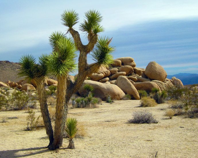 joshua tree, tree, park