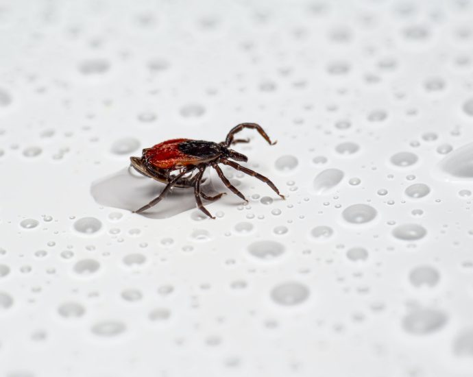 A Black Legged Tick on Wet Surface