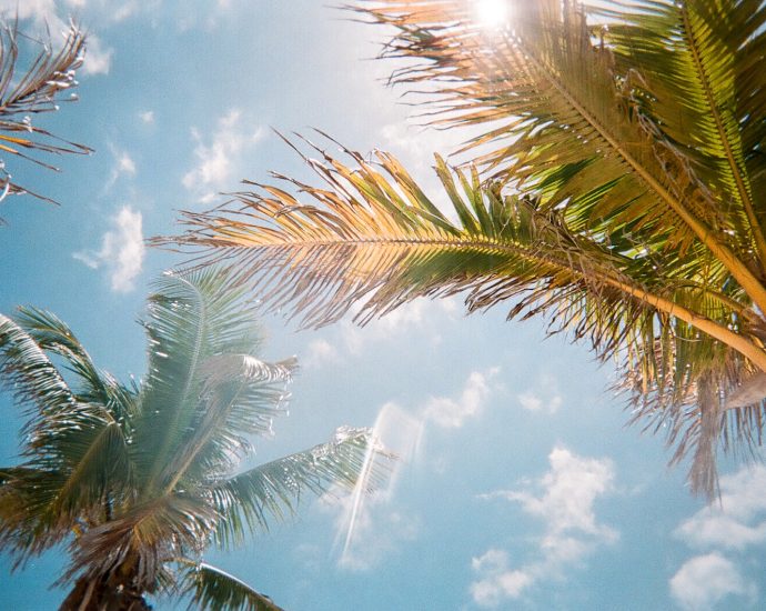 low angle photography of green palm trees during daytime