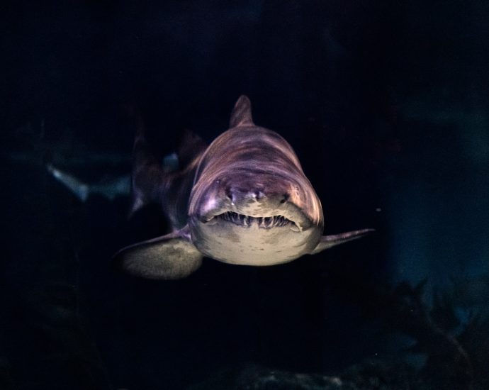 close-up of gray shark