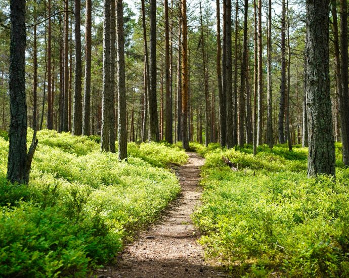 brown dirt road between green grass and trees during daytime