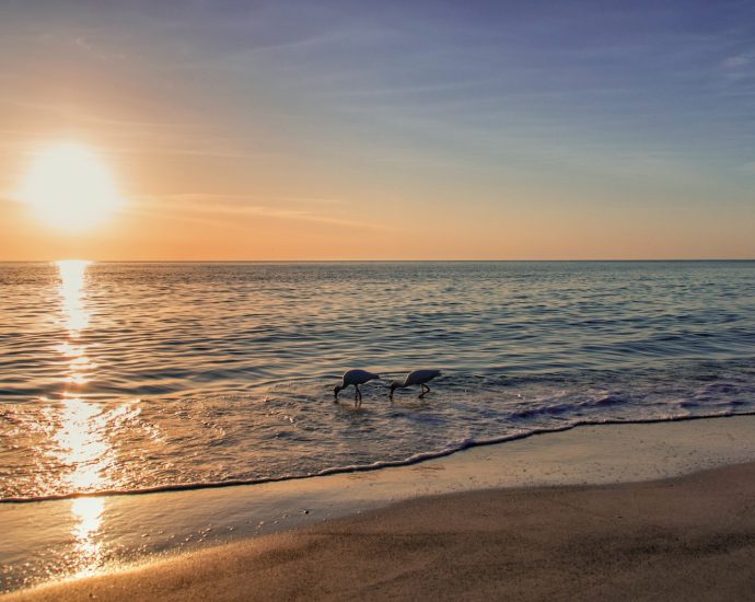 two white and black birds on beach during sunset