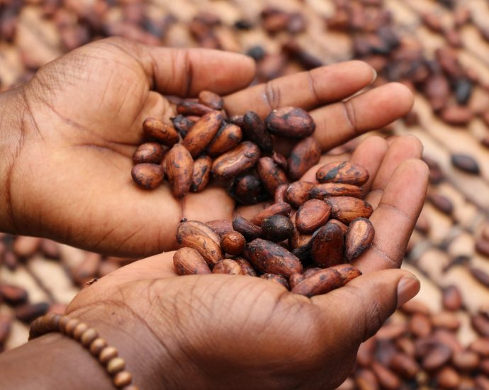 person holding brown and black seeds