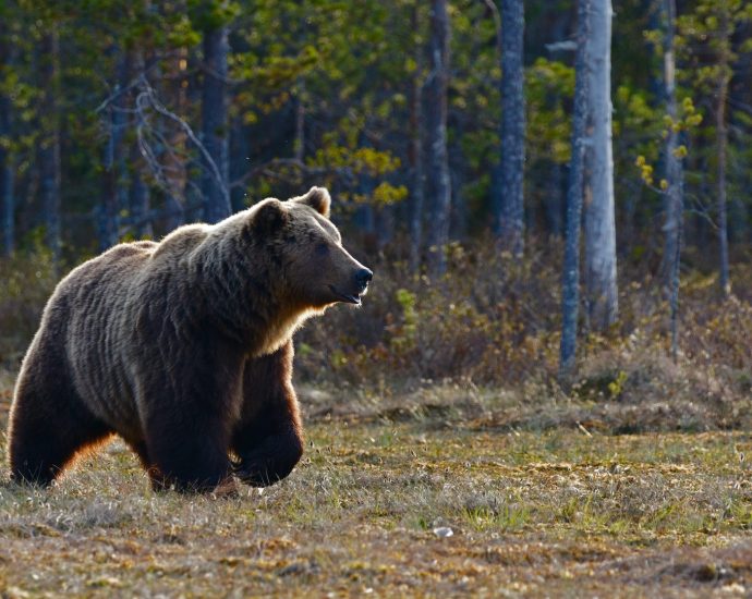 brown bear walking near trees