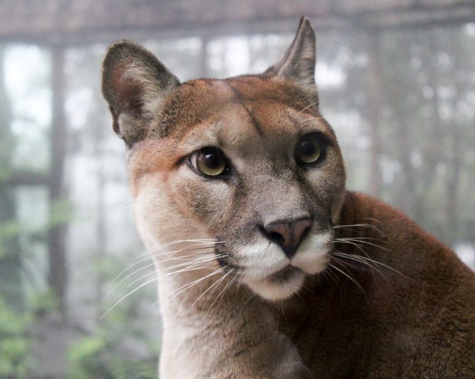 selective focus photo of adult big cat family