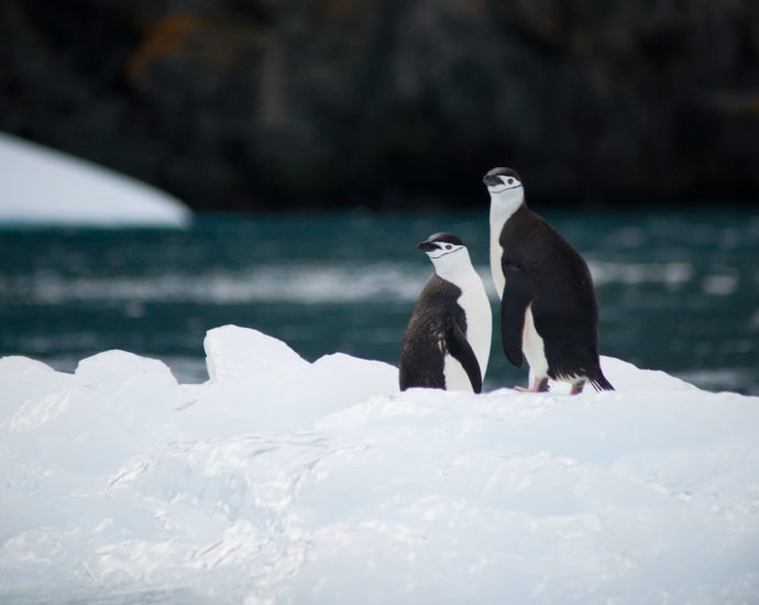 two penguins standing on rice near body of water