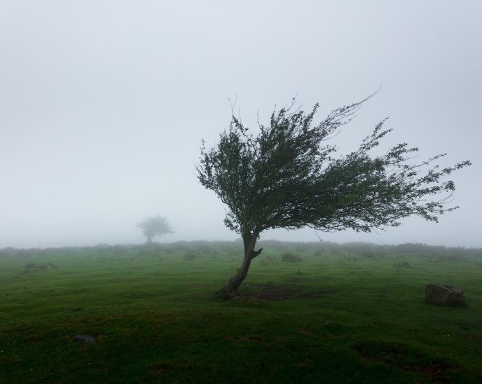 trees with wind photo