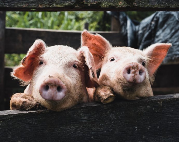 a couple of pigs that are laying down