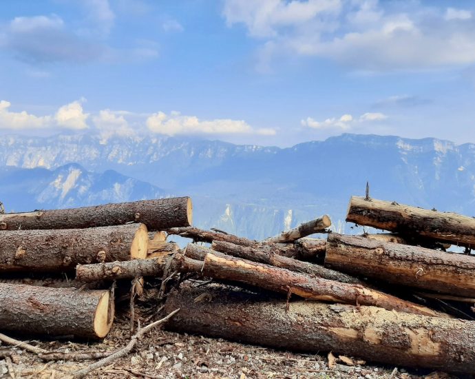 brown wood logs on gray sand under blue sky during daytime