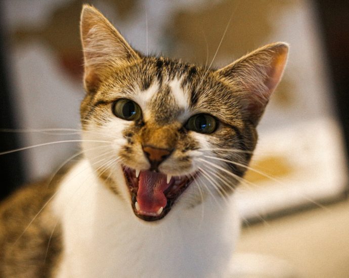 white and brown cat with mouth open