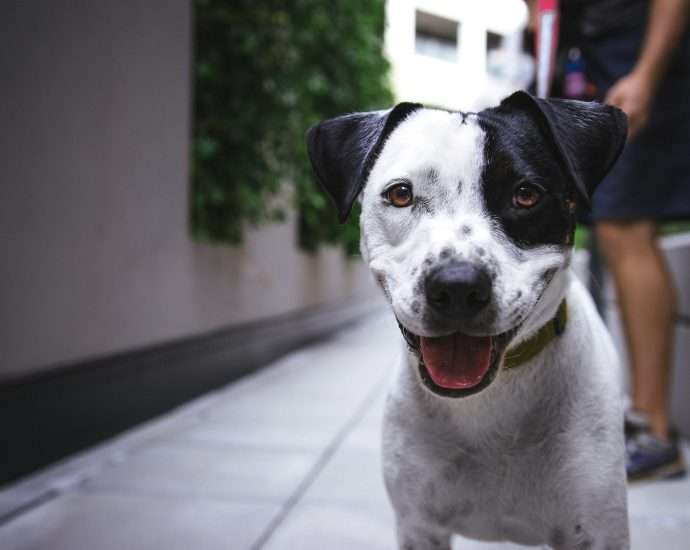 white and black American pit bull terrier at daytime