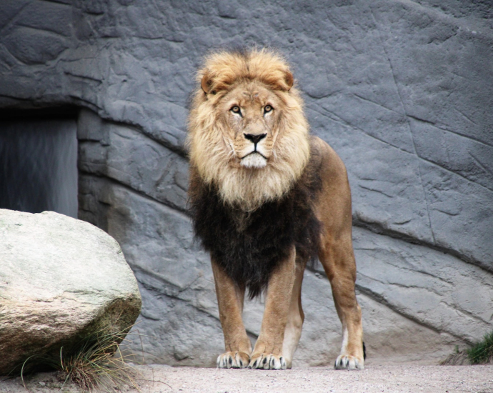 brown lion