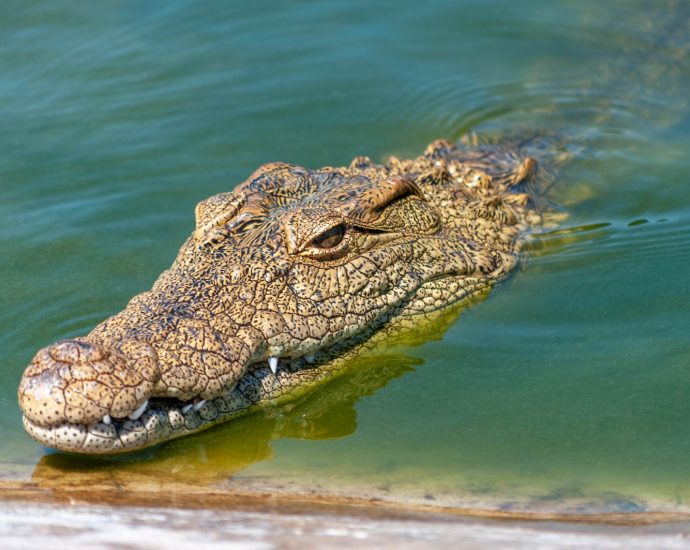 brown crocodile on body of water during daytime