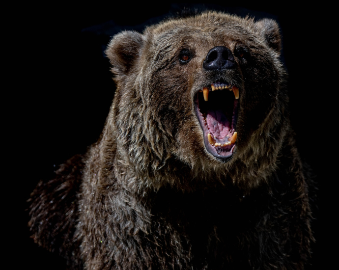 brown bear with blue eyes