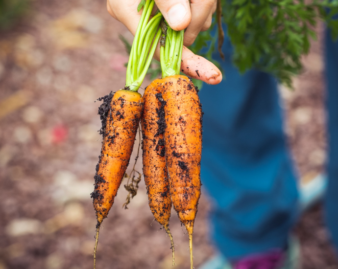 person holding carrots