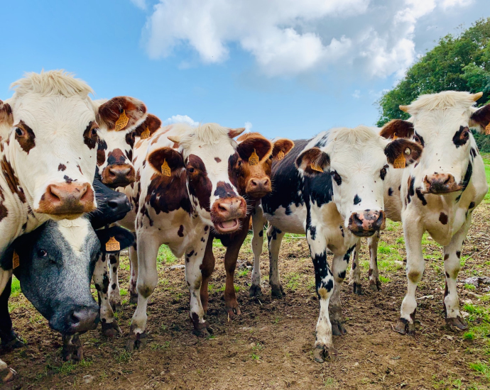 a herd of cows standing next to each other on a field