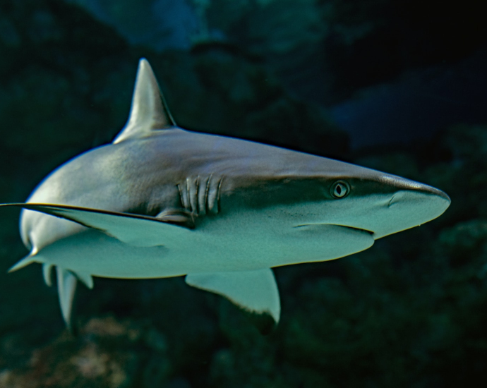 selective focus photography of shark