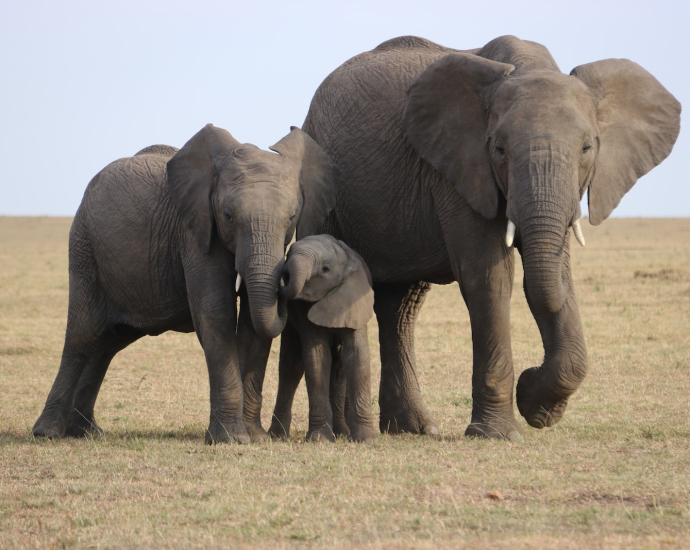 three gray elephants on green grass field during daytime