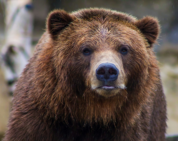 shallow focus photo of brown grizzly bear