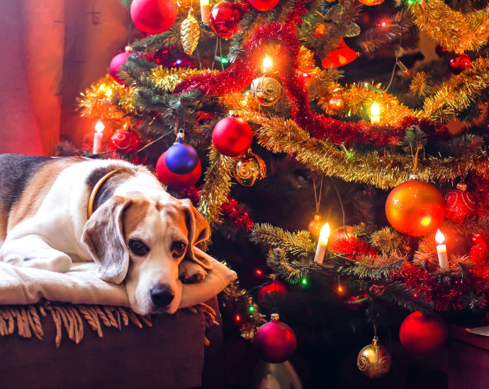 tricolor beagle lying next to Christmas tree