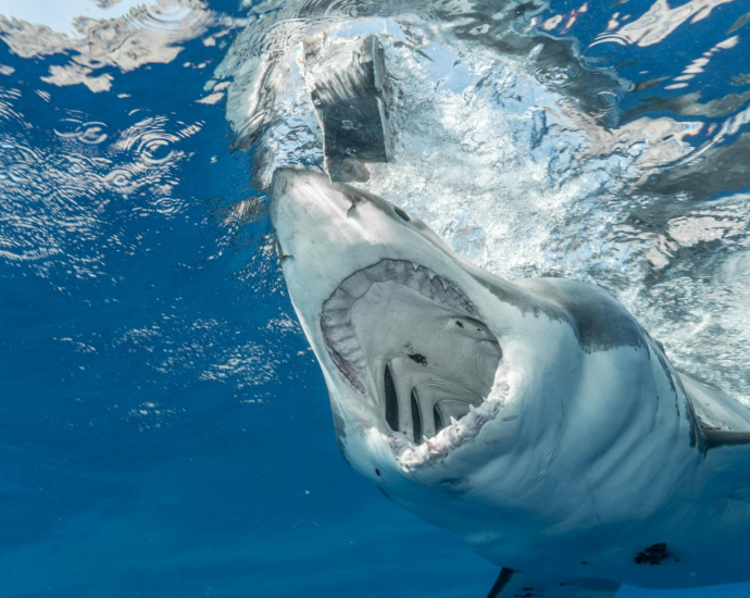 Dangerous shark with sharp teeth hunting in clean transparent water of vast blue ocean