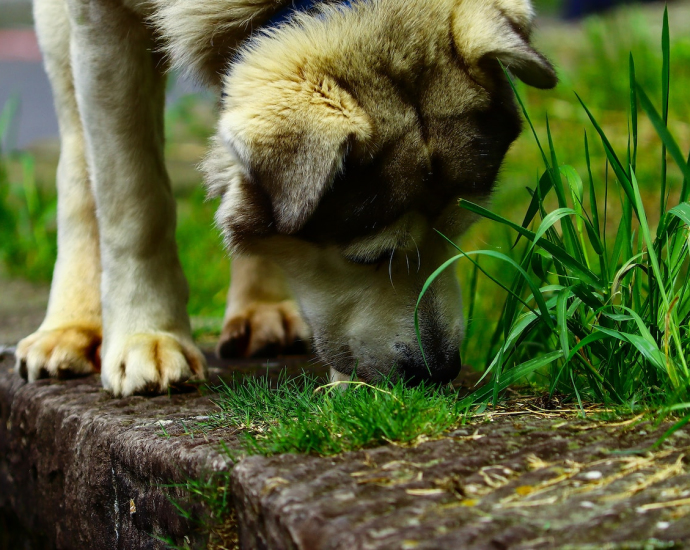 white and black dog walking on curb with grasses