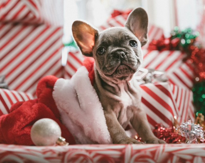 brindle French bulldog puppy in Santa hat