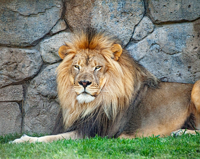 adult lion resting beside wall