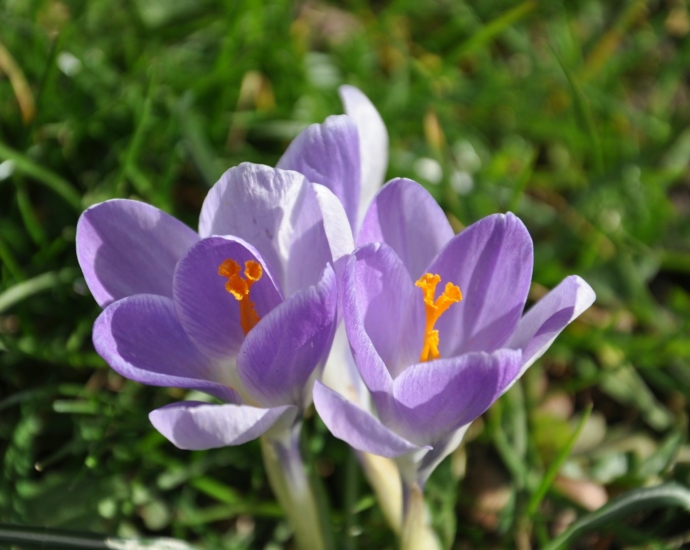 a couple of purple flowers sitting on top of a lush green field