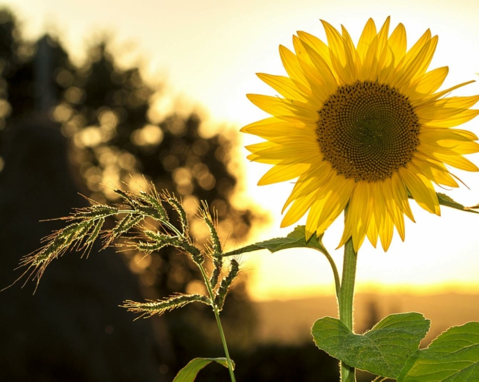 Sunflower during Sunset