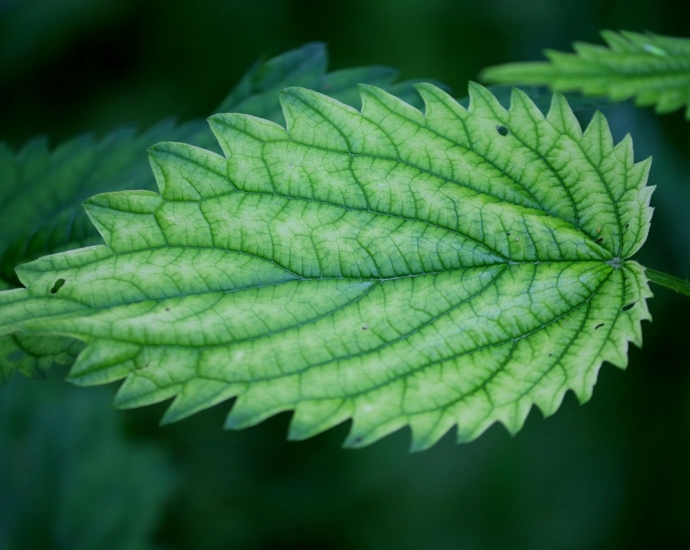 nettle, stinging nettles, medicinal plant