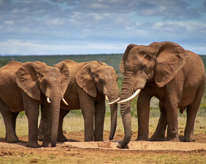 two brown elephants on brown sand during daytime