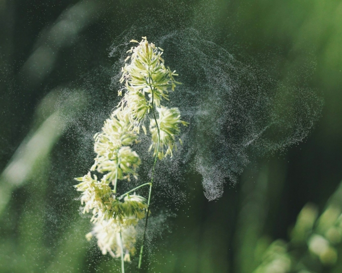 macro photography of white-petaled flowers