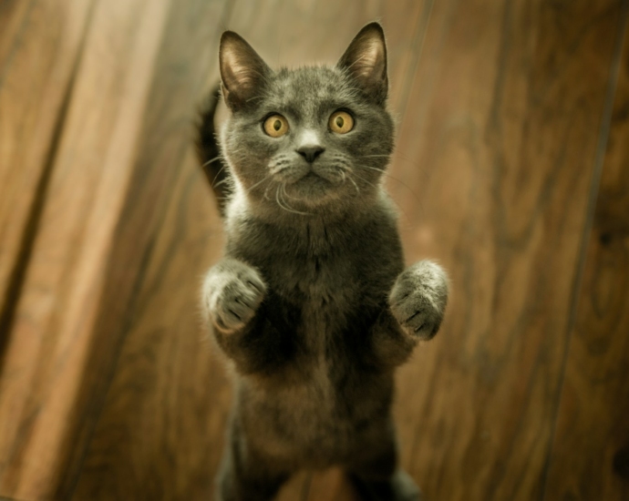 gray cat standing in two feet