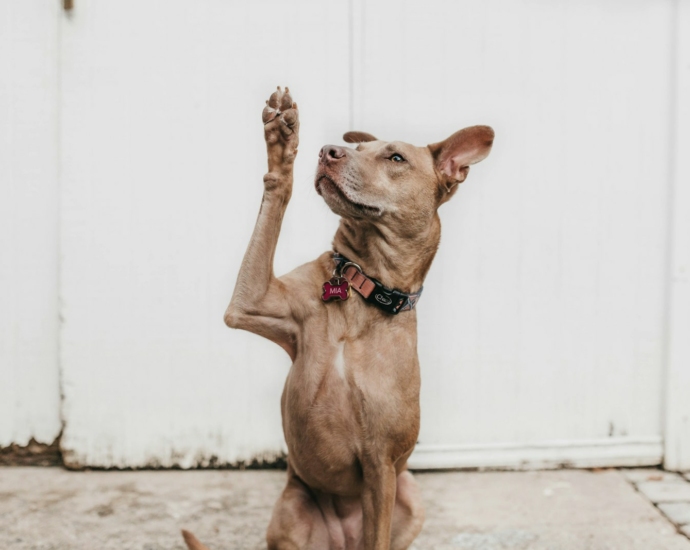 short-coated brown dog